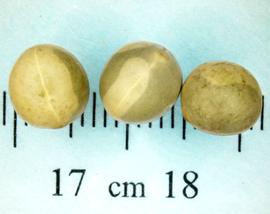   Seeds:   Pisum sativum ; Photo by N. Diaz, USDA APHIS PPQ, imageID.idtools.org
